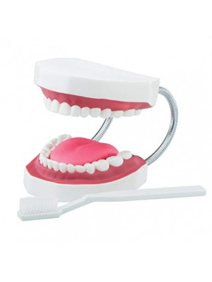 Model dental care large